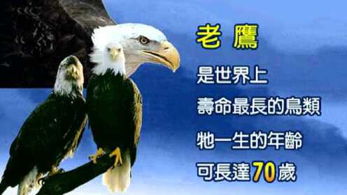 励志:鹰的重生