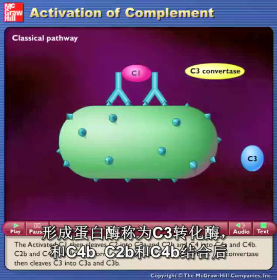 补体系统的激活_腾讯视频