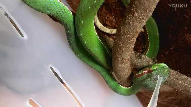 给竹叶青蛇喂水你们怕吗