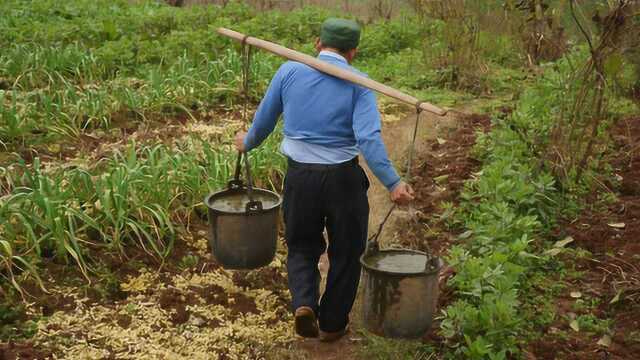 老农民挑粪水浇地,周围蛙声蝉鸣鸟叫