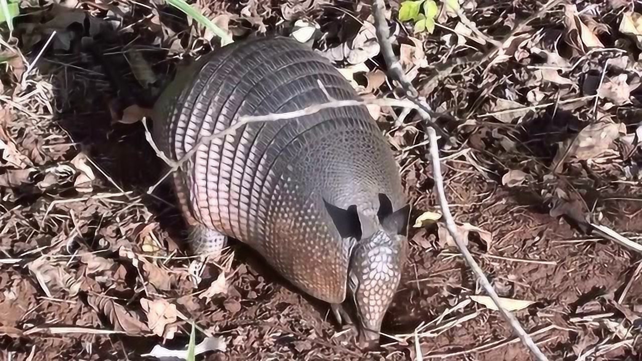 連播01:39漂亮的小辣條,沒想到這麼惡毒大蔥動物園01:31夜視儀打狼