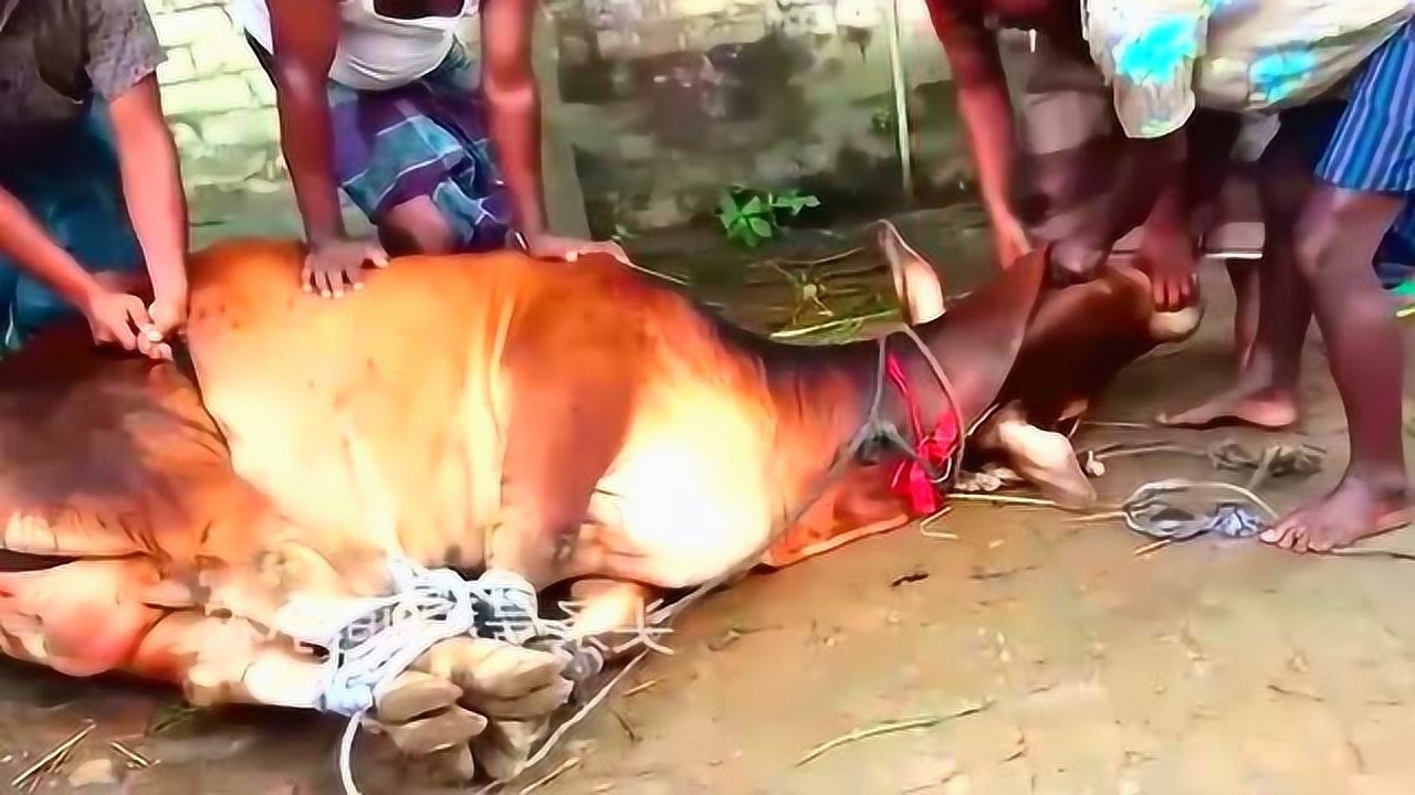 论杀牛,我只服印度_腾讯视频