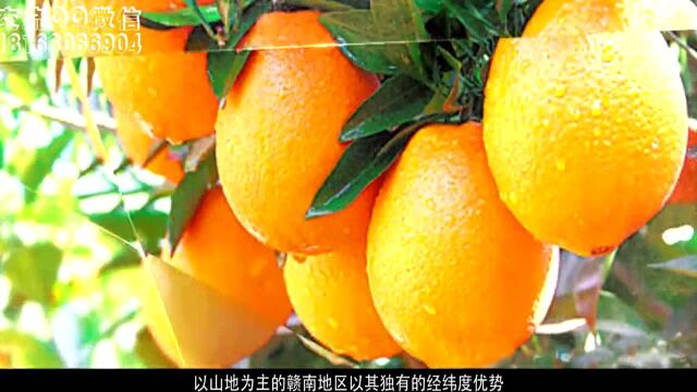 江西赣南脐橙:赣南脐橙介绍_腾讯视频
