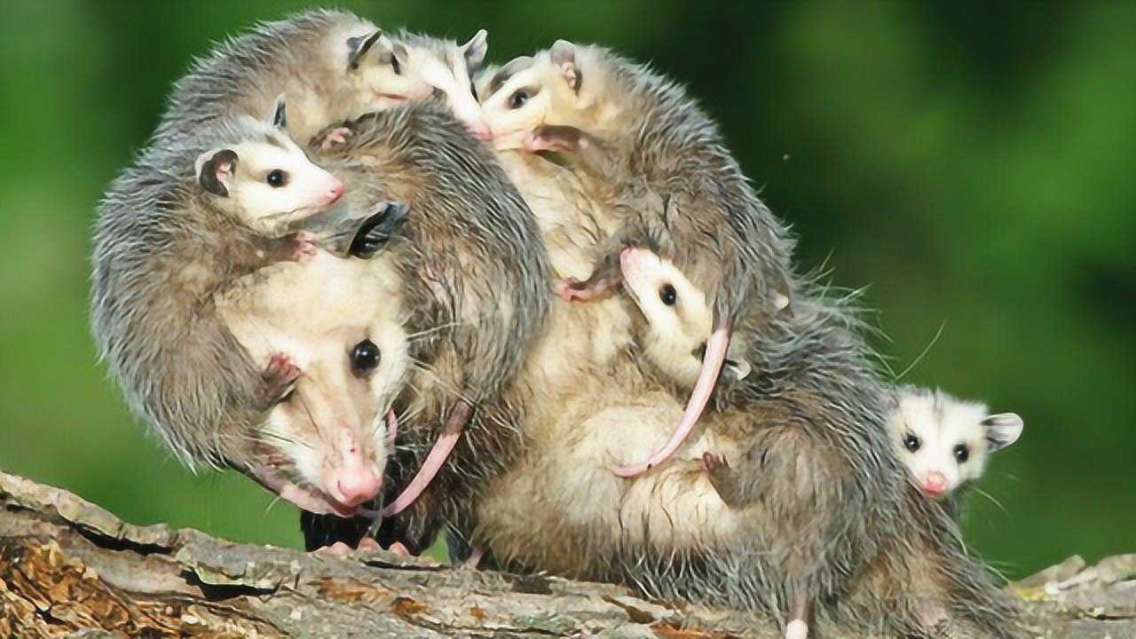 为什么负鼠妈妈非要背着小负鼠到处跑看完后被感动了