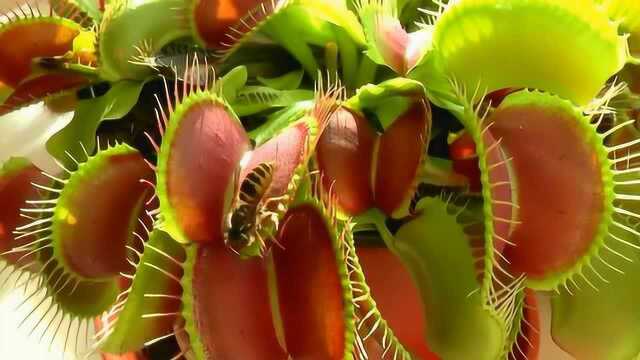 食蝇草捕食瞬间