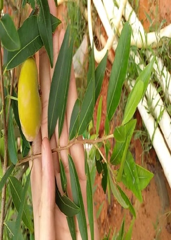 巴西金德利樱桃金樱桃黄樱桃热带樱桃巴西樱桃