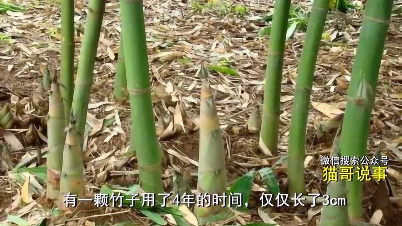 竹子的生长过程要多久_高清1080P在线观看平台_腾讯视频
