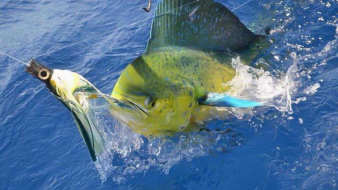 海中荧光棒 鬼头刀