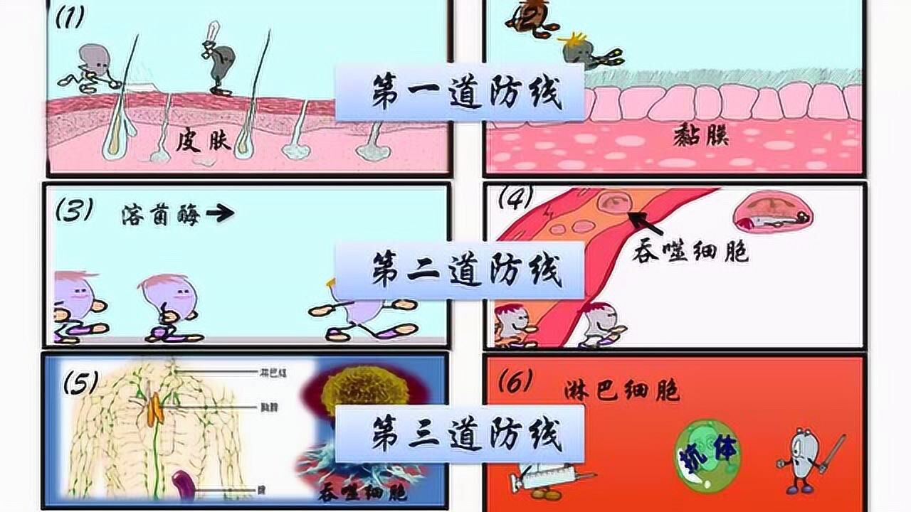9—21非特异性免疫和特异性免疫_高清