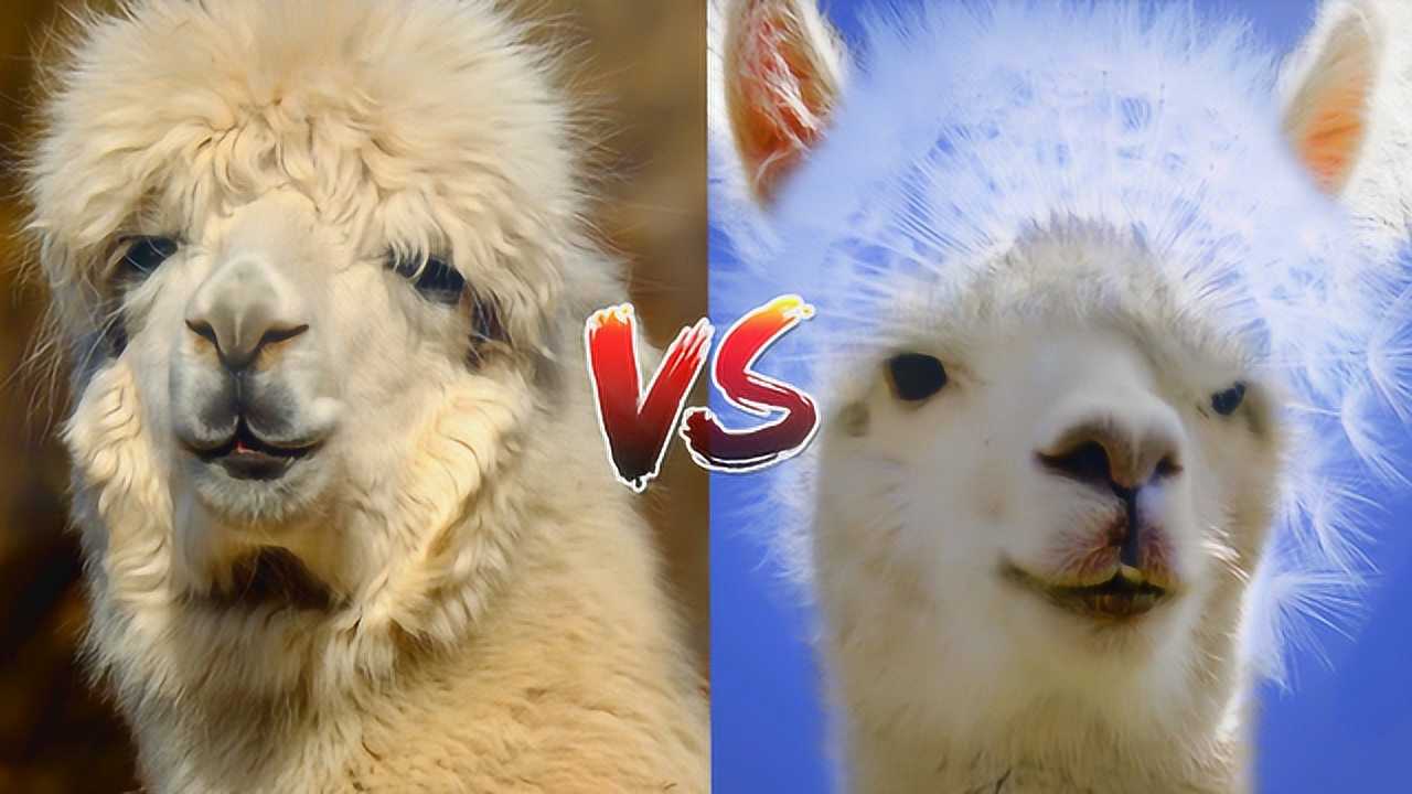 羊驼和驼羊 到底谁才是草泥马