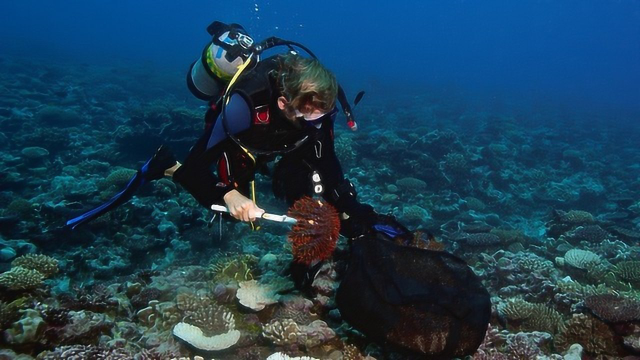 为救大堡礁 澳大利亚人潜水毒杀海星 中国网友:如果可以吃的话