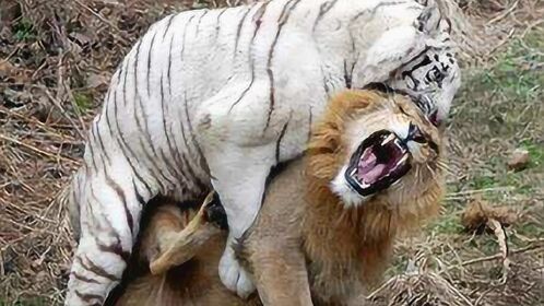 老虎大战雄狮,老虎按着狮子头部揍,打得真的是无力还手!