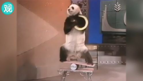 “盼盼”原型传奇大熊猫巴斯去世 曾上春晚出访美国