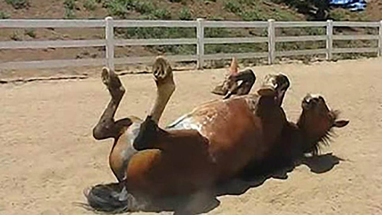 第一次见马放屁的声音，太搞笑了哈哈哈_腾讯视频