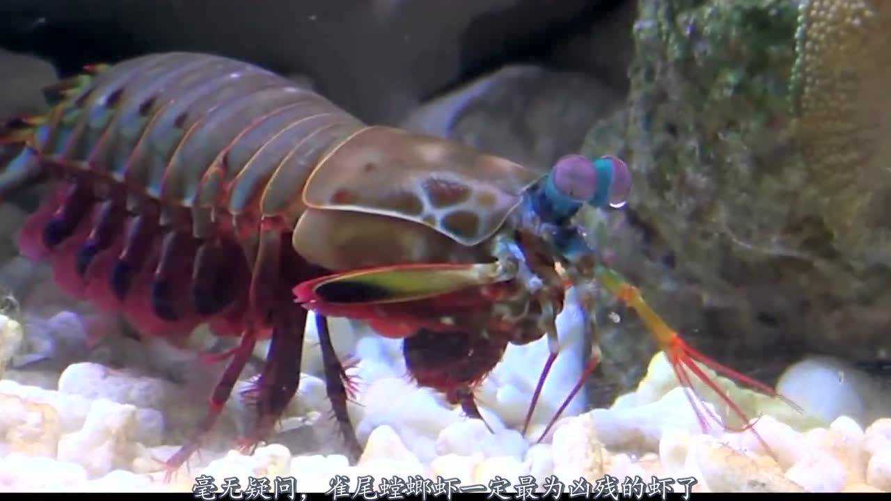 史上最厉害的雀尾螳螂虾攻击力非常强悍堪比一个子弹的威力