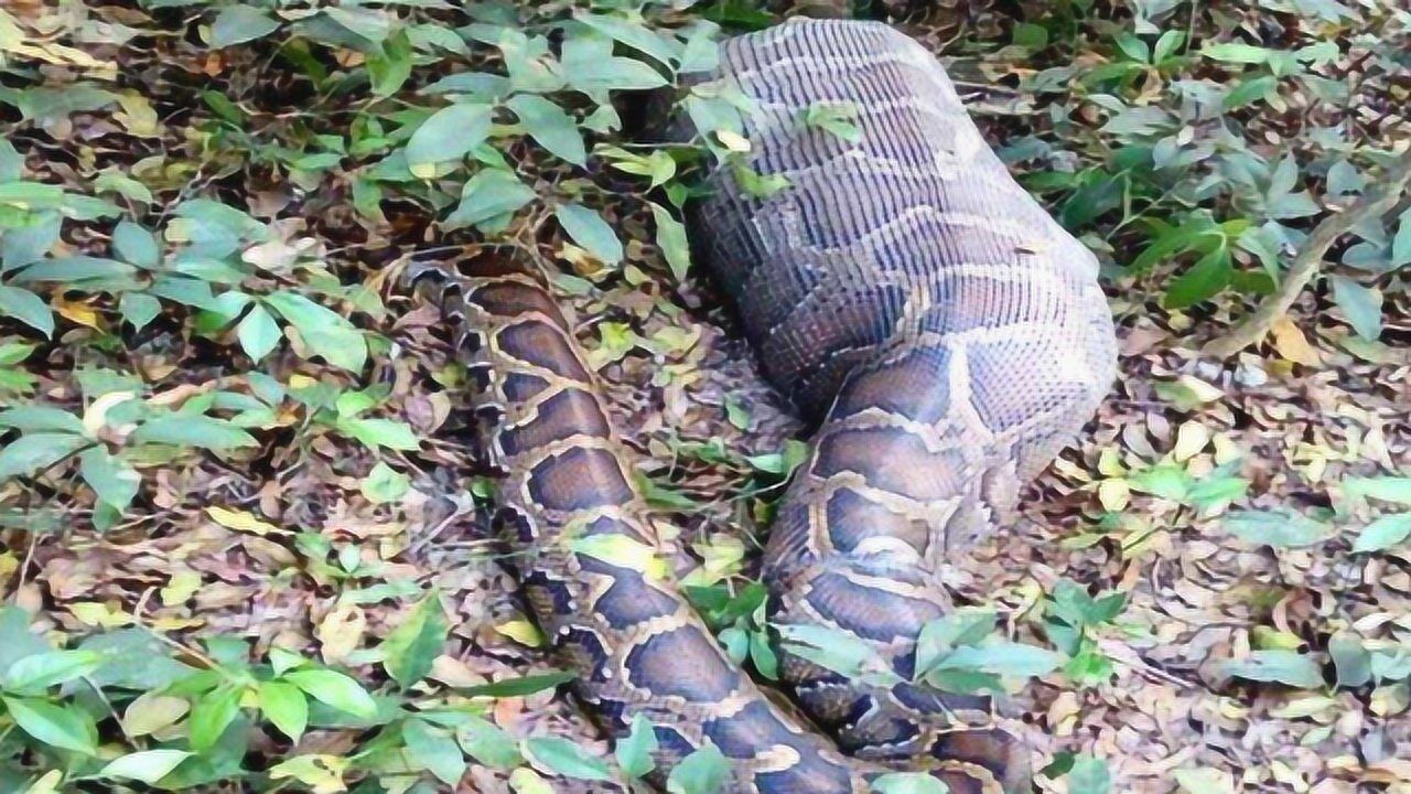 蟒蛇的大肚子里究竟有啥割开看了才知道