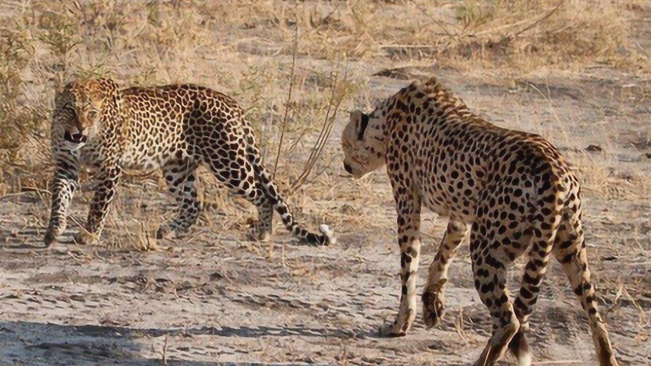 花豹大战猎豹,猎豹战斗力还是逊色一点