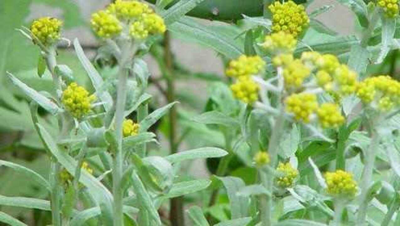 小小鼠曲草,黄疸肝炎都怕它