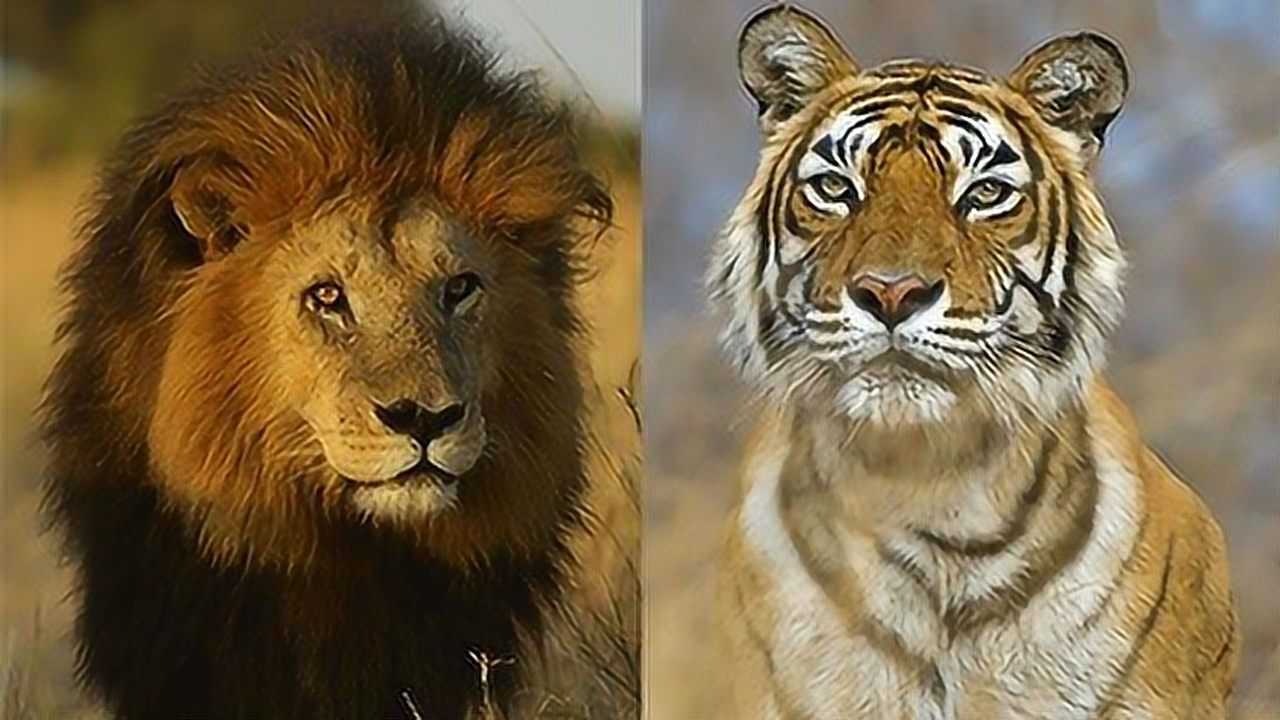 东北虎发威瞬间秒杀雄狮子