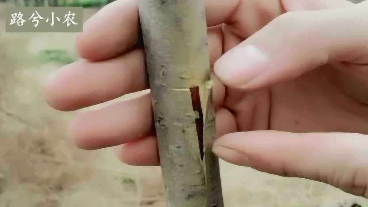 老师傅教你t型芽接的方法操作简单