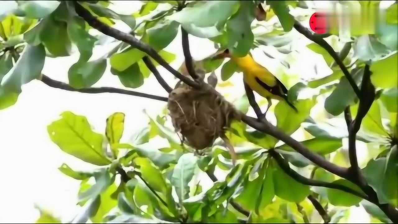 实拍黄鹂鸟育雏