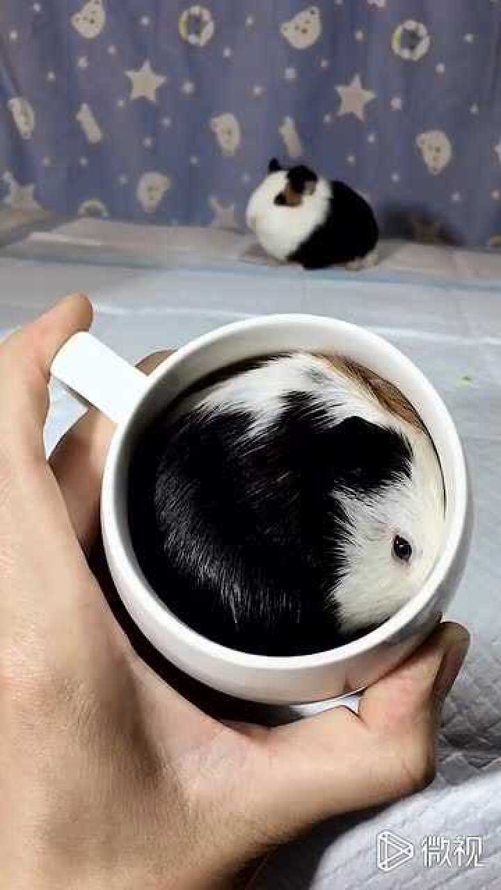 茶杯猪猪,无敌可爱