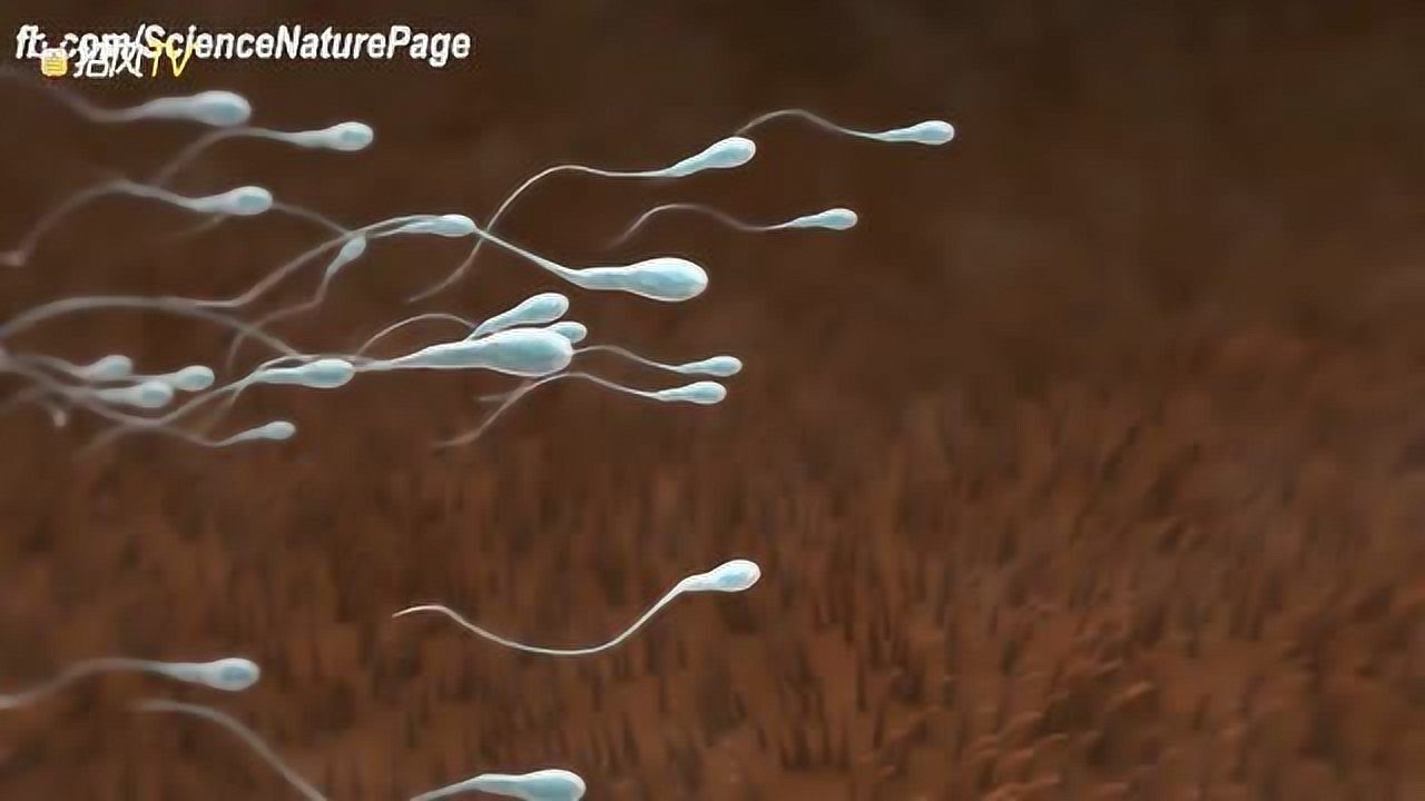 两分钟动画片演示精子到受精卵到宝宝的全过程