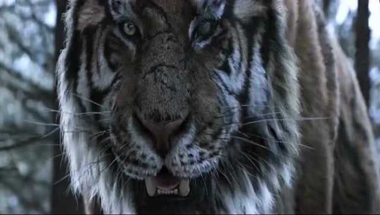 日本鬼子跟一群猎人上山结果遇到老虎这下惨了