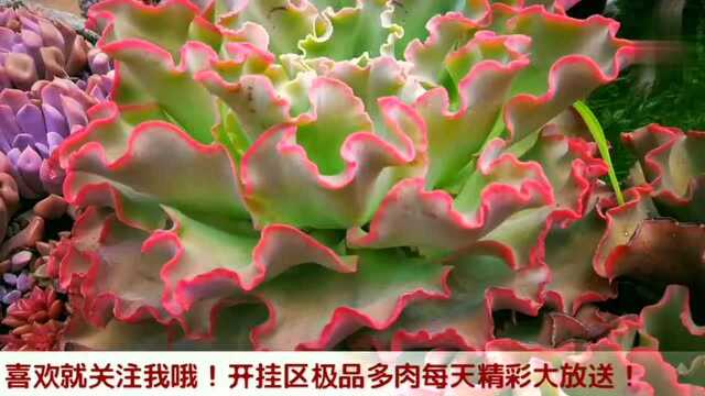 这就是多肉植物高砂之翁独有的红色蕾丝边!