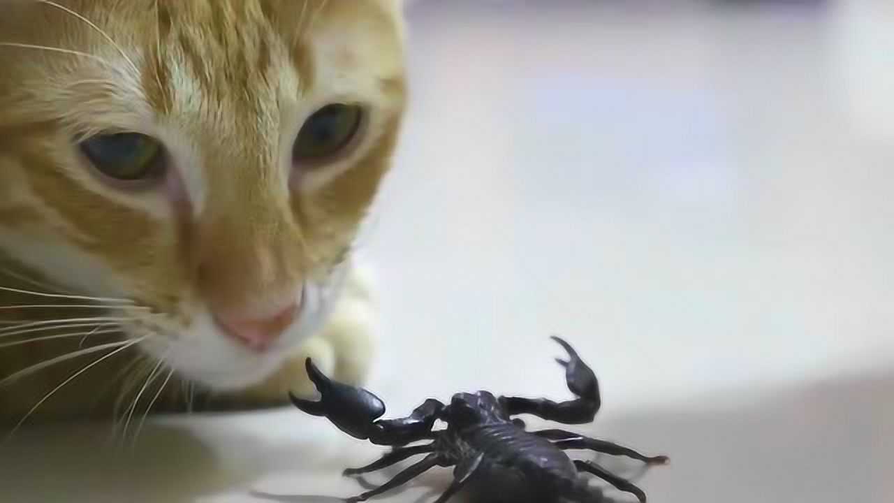 梦境解析，猫与蝎子的战斗——探索潜意识中的象征与寓意