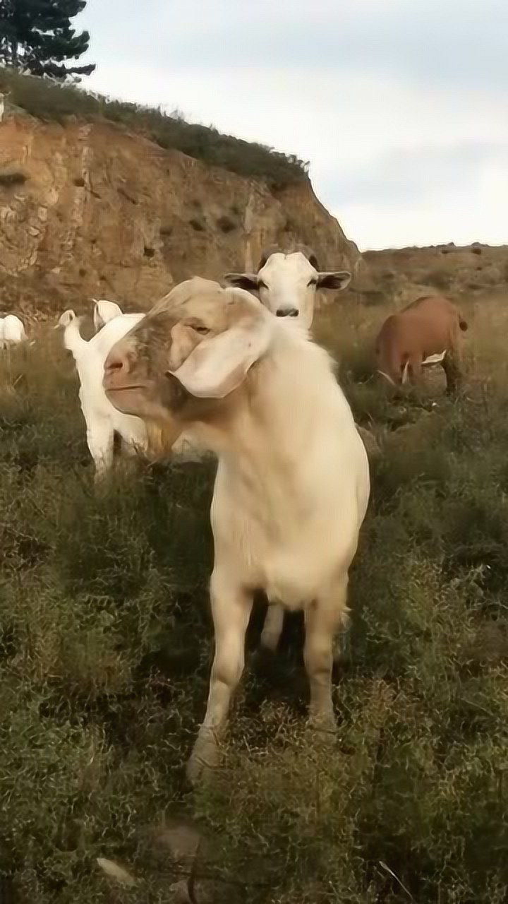 原以为是普通的山羊没想到它一开口发出的声音把我吓一跳