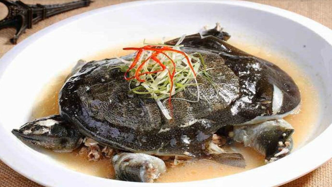 飯店賣四百一份的清蒸甲魚自己在家也可以做營養價值非常高