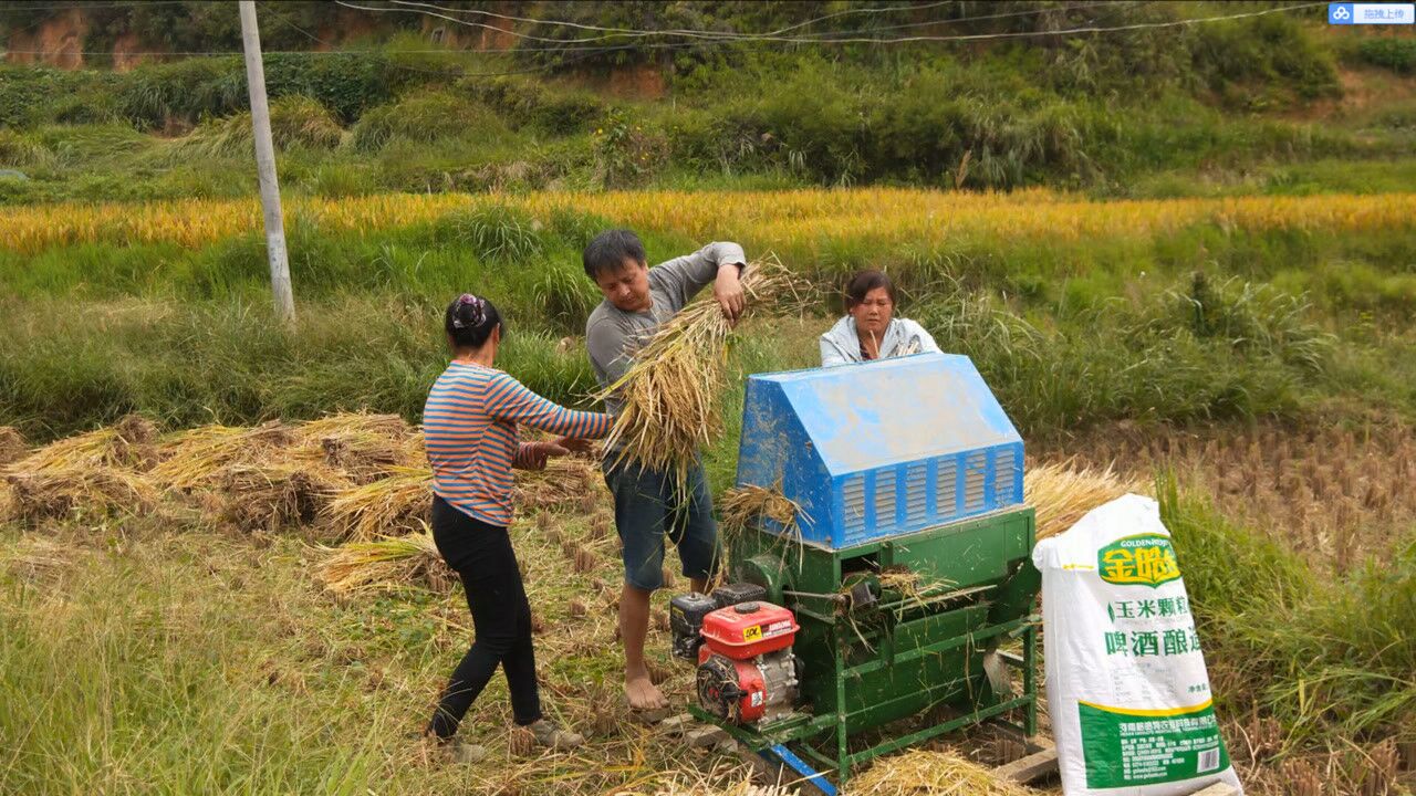 湖南农村:妈妈收稻谷,亲家公来帮忙,这样的收割方式你见过吗?