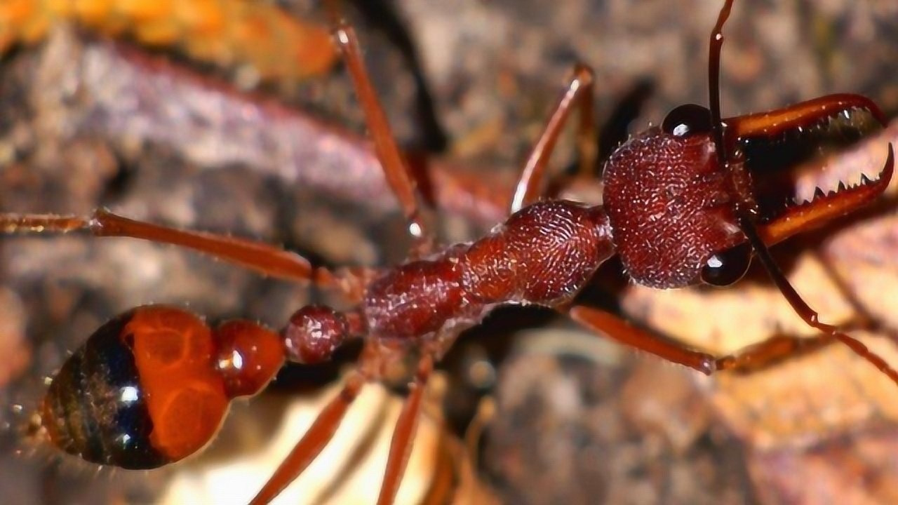 巨型蚂蚁蚂蚁家族中的巨无霸体型有37厘米长你有见过吗