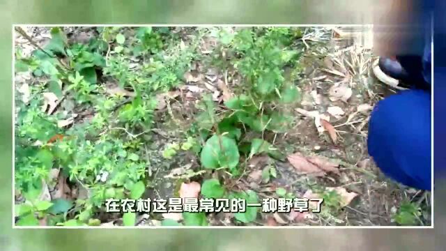 农村4种能治病的草药,能说得上名字的都是大神