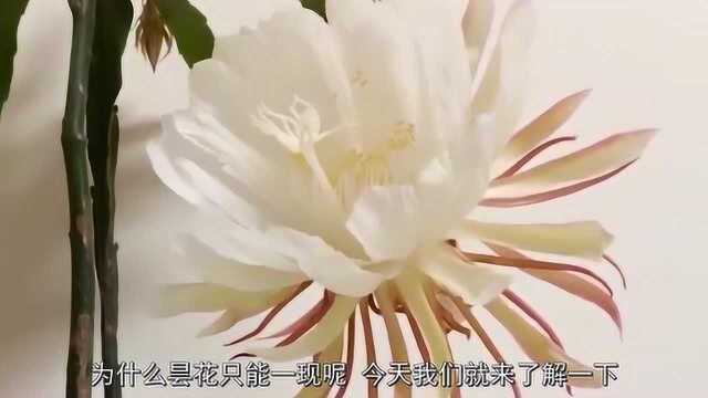 昙花被称为“月下美人”,昙花为什么只能一现?看完大涨知识!