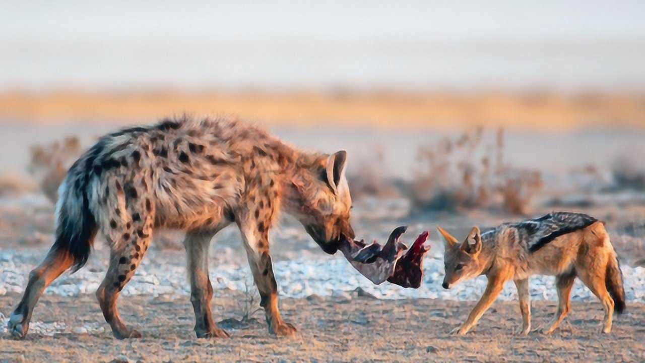 柴狼和野狗联合攻击鬣狗鬣狗被掏肛的下场令人瑟瑟发抖