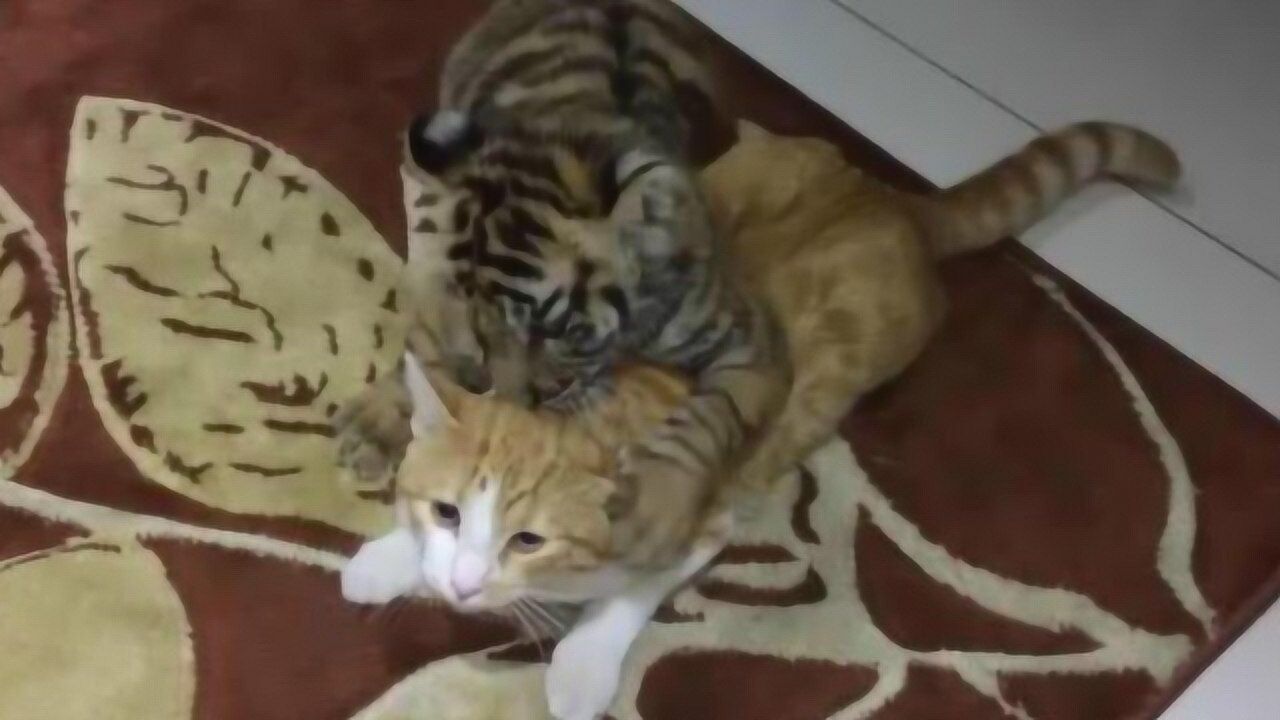 主人把猫咪和老虎放一起养老虎竟然会变成这个样子网友真可爱