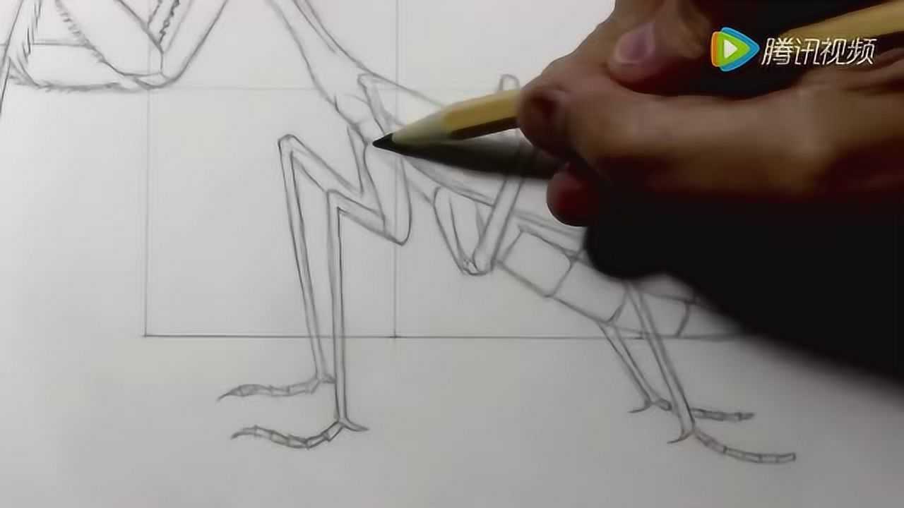 绘画教程:教你如何画螳螂