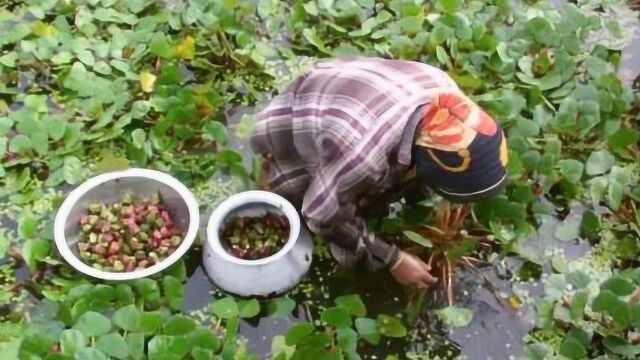 平日常吃的菱角你知道生长在哪里吗?今天算长见识了