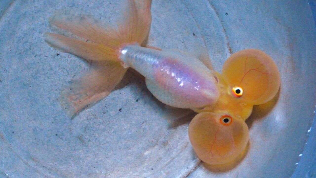 水泡金鱼你见过吗总是鼓着腮帮子看完好想戳破它的脸