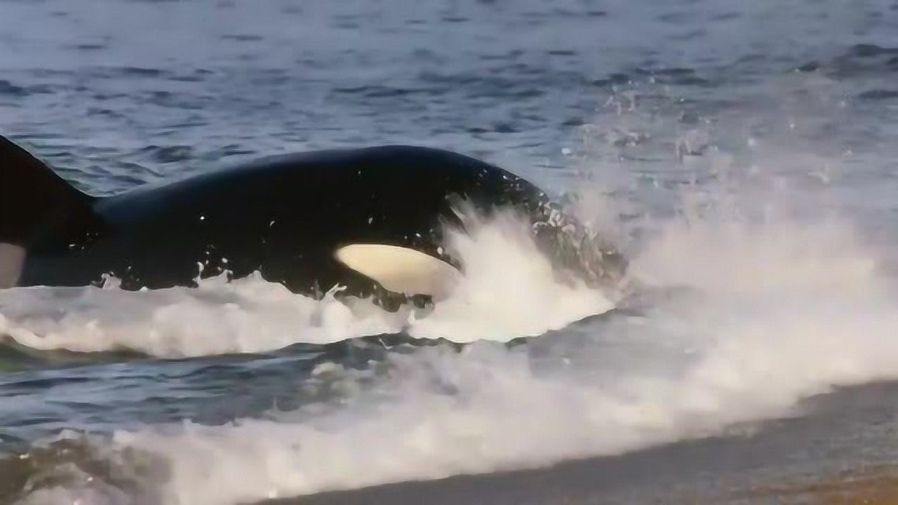 搁浅战术 虎鲸上岸捕食海狮奇景