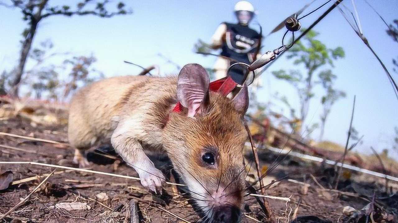 英雄排雷鼠能找到埋藏在地下几十年的地雷每天挽救上万人生命