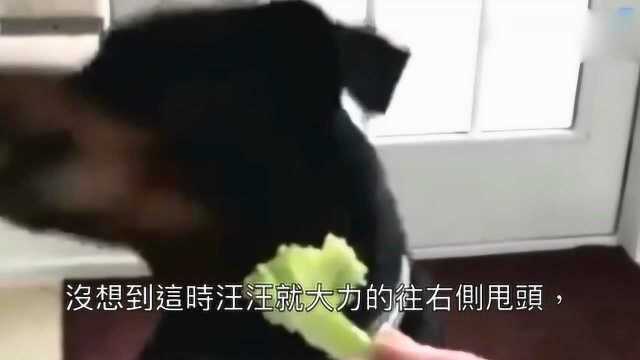 这估计是头条最有个性的罗纳威犬,挑食都那么可爱,哈哈