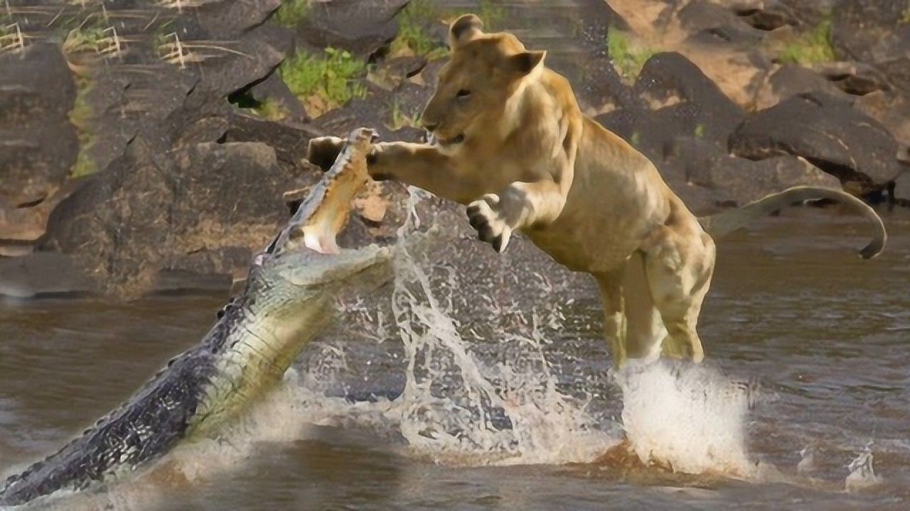 鳄鱼抢狮子食物,狮子张嘴一吼,镜头拍下鳄鱼非常怂的样子