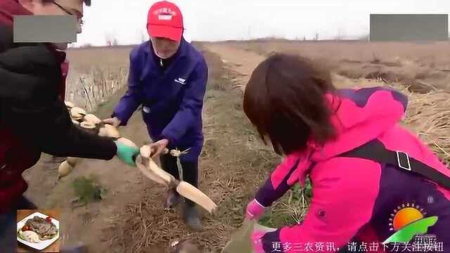 给莲藕科学减肥,不仅可以避免肥料浪费和环境污染,还能改善藕品质