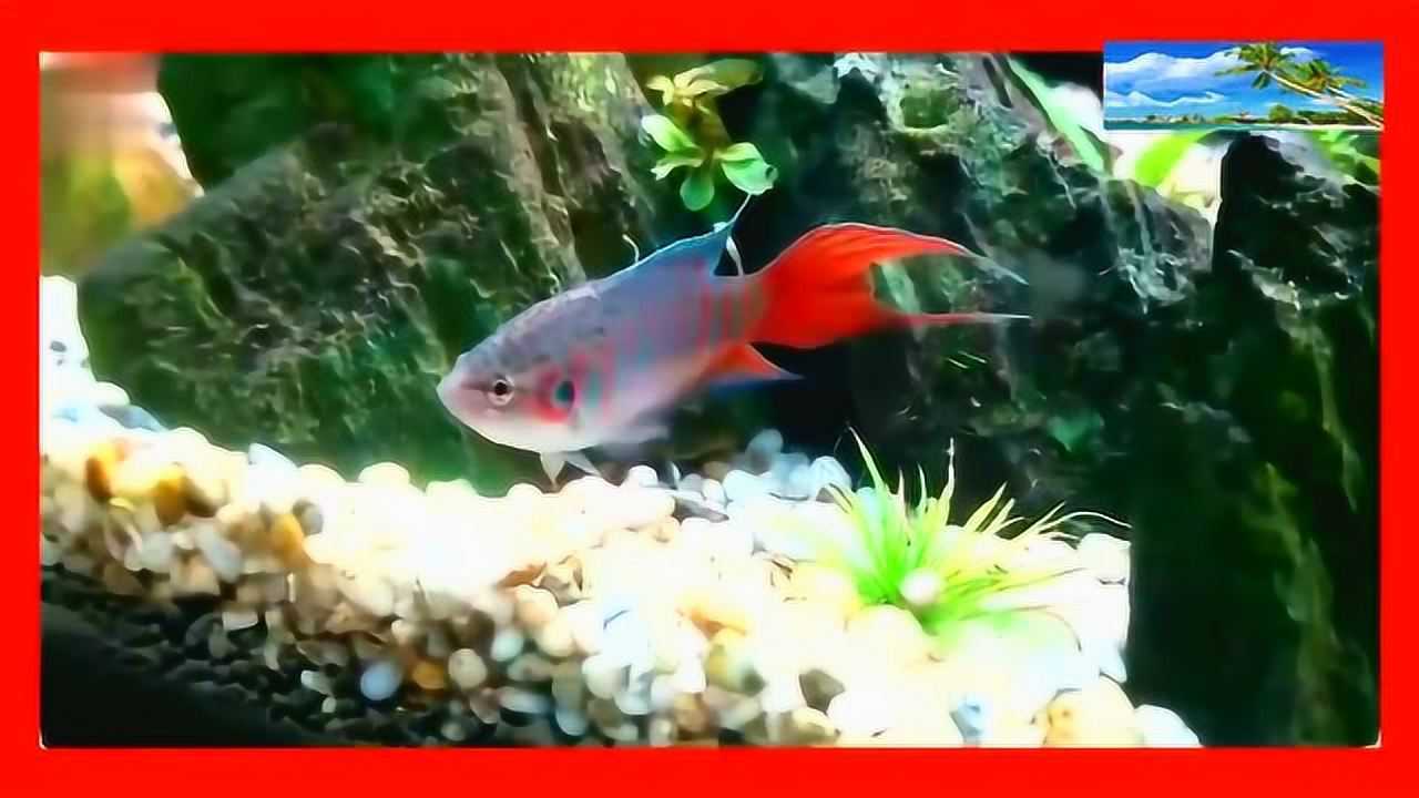 儿童启蒙早教动画片，认识各种鱼类_高清