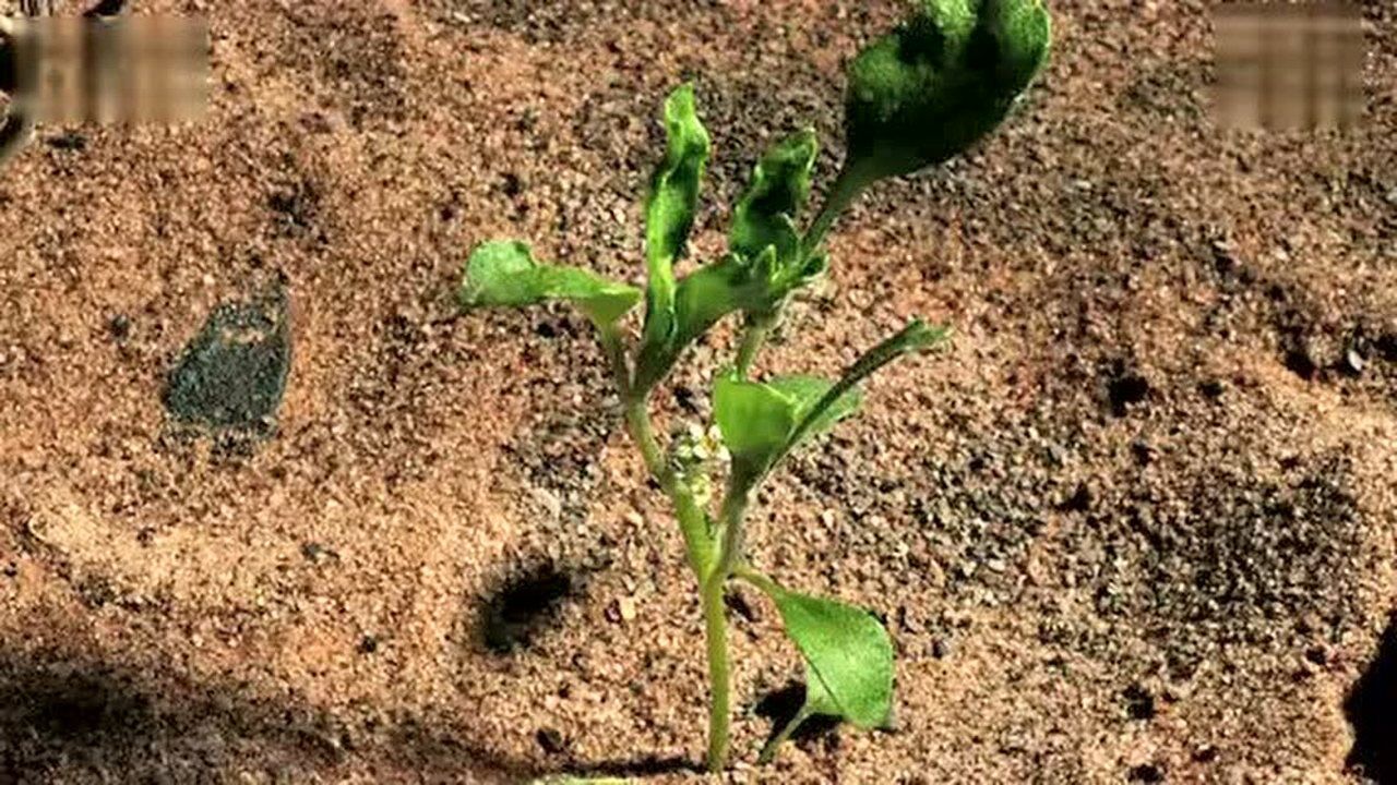 神奇的沙漠不死草 卷柏
