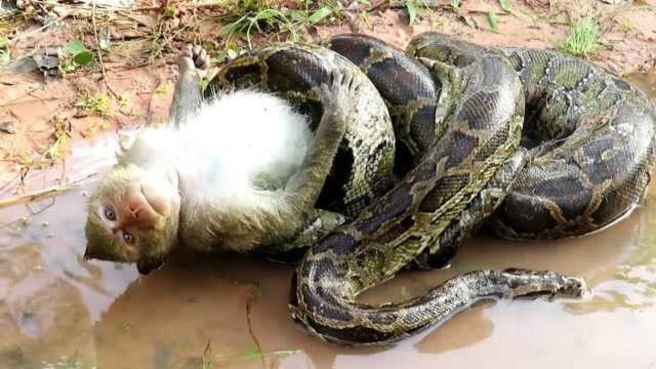 猴子遇见蟒蛇,猴子龇牙咧嘴的吓唬蛇,结果剧情反转太快!