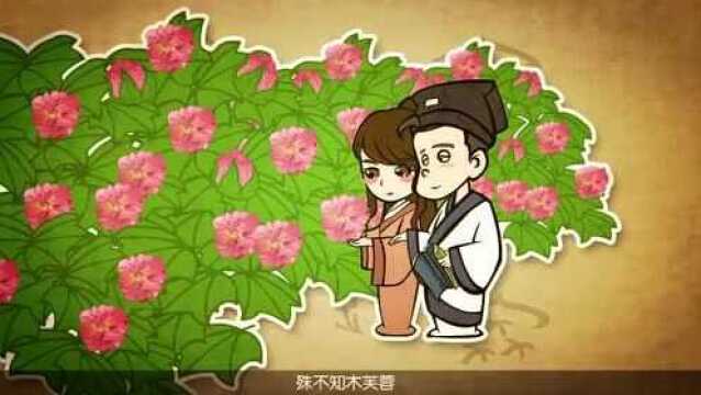 巧说本草木芙蓉